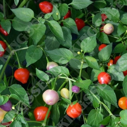 Picture of Spangles Chilli Pepper